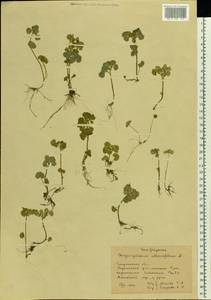 Chrysosplenium alternifolium L., Eastern Europe, West Ukrainian region (E13) (Ukraine)