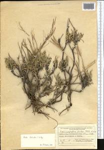 Rhammatophyllum fruticulosum (C.A. Mey.) Al-Shehbaz, Middle Asia, Muyunkumy, Balkhash & Betpak-Dala (M9) (Kazakhstan)