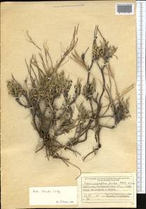 Rhammatophyllum fruticulosum (C. A. Mey.) Al-Shehbaz, Middle Asia, Muyunkumy, Balkhash & Betpak-Dala (M9) (Kazakhstan)