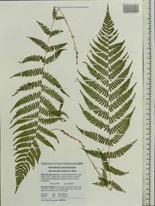 Athyrium filix-femina (L.) Roth, Eastern Europe, Northern region (E1) (Russia)