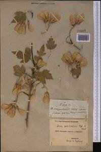 Acer tataricum subsp. semenovii (Regel & Herder) A. E. Murray, Middle Asia, Northern & Central Tian Shan (M4) (Kyrgyzstan)