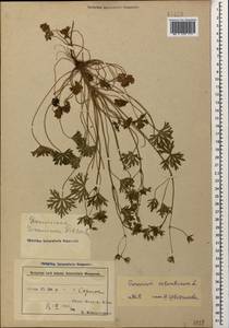 Geranium columbinum L., Caucasus, Azerbaijan (K6) (Azerbaijan)