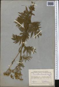 Tanacetum vulgare subsp. vulgare, Middle Asia, Northern & Central Kazakhstan (M10) (Kazakhstan)