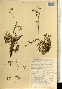 Carum carvi L., Mongolia (MONG) (Mongolia)