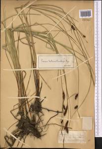 Carex songorica Kar. & Kir., Middle Asia, Muyunkumy, Balkhash & Betpak-Dala (M9) (Kazakhstan)