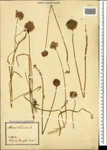 Allium rotundum L., Caucasus, Georgia (K4) (Georgia)