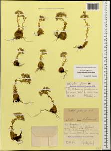 Prometheum pilosum (M. Bieb.) H. Ohba, Caucasus, Stavropol Krai, Karachay-Cherkessia & Kabardino-Balkaria (K1b) (Russia)