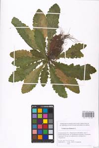 MHA 0 158 809, Verbascum blattaria L., Eastern Europe, Lower Volga region (E9) (Russia)