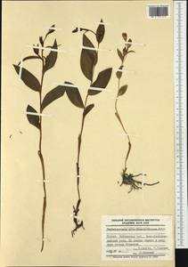 Cephalanthera damasonium (Mill.) Druce, Western Europe (EUR) (Poland)