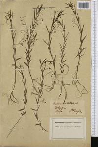Veronica scutellata L., Western Europe (EUR) (Germany)