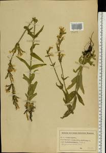 Silene viscosa (L.) Pers., Eastern Europe, Central forest-and-steppe region (E6) (Russia)