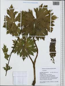 Aconitum, South Asia, South Asia (Asia outside ex-Soviet states and Mongolia) (ASIA) (China)