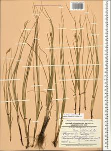 Carex colchica J.Gay, Caucasus, North Ossetia, Ingushetia & Chechnya (K1c) (Russia)