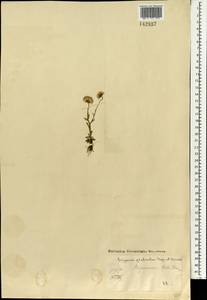 Erigeron, Mongolia (MONG) (Mongolia)