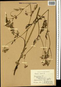 Carum carvi L., Caucasus, Armenia (K5) (Armenia)