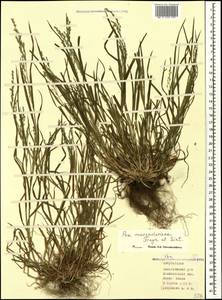 Poa masenderana Freyn & Sint., Caucasus, Azerbaijan (K6) (Azerbaijan)