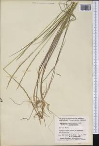 Elymus violaceus (Hornem.) J.Feilberg, America (AMER) (Canada)