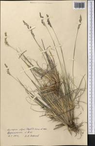 Festuca olgae (Regel) Krivot., Middle Asia, Pamir & Pamiro-Alai (M2) (Tajikistan)