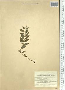 Epilobium amurense subsp. cephalostigma (Hausskn.) C. J. Chen, Hoch & P. H. Raven, Siberia, Russian Far East (S6) (Russia)