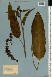 Rumex, Eastern Europe, South Ukrainian region (E12) (Ukraine)