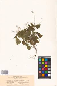 Circaea alpina L., Eastern Europe, Moscow region (E4a) (Russia)