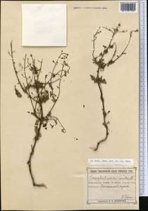 Scrophularia incisa Weinm., Middle Asia, Muyunkumy, Balkhash & Betpak-Dala (M9) (Kazakhstan)