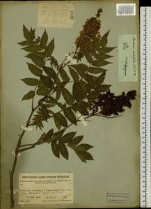 Sorbaria sorbifolia (L.) A.Braun, Siberia, Baikal & Transbaikal region (S4) (Russia)