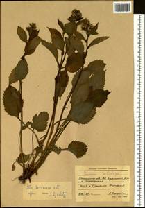 Solidago, Siberia, Russian Far East (S6) (Russia)