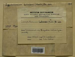 Homalothecium lutescens (Hedw.) H. Rob., Bryophytes, Bryophytes - Ukraine & Moldova (B3) (Ukraine)