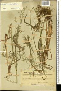 Arrhenatherum elatius (L.) P.Beauv. ex J.Presl & C.Presl, Caucasus, Azerbaijan (K6) (Azerbaijan)