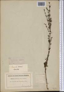 Scoparia dulcis L., America (AMER) (Brazil)