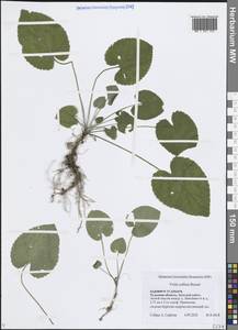 Viola collina Besser, Eastern Europe, Central region (E4) (Russia)