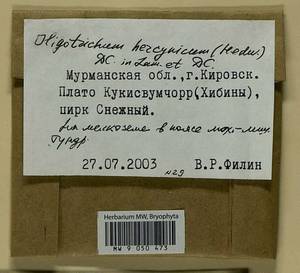 Oligotrichum hercynicum (Hedw.) DC., Bryophytes, Bryophytes - Karelia, Leningrad & Murmansk Oblasts (B4) (Russia)