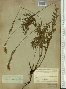 Onobrychis arenaria (Kit.)DC., Siberia, Baikal & Transbaikal region (S4) (Russia)