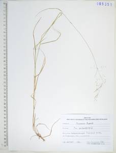 Poa palustris L., Siberia, Russian Far East (S6) (Russia)
