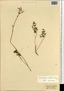 Thalictrum petaloideum L., Mongolia (MONG) (Mongolia)