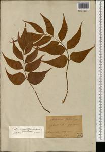 Cyrtomium falcatum (L. fil.) Presl, South Asia, South Asia (Asia outside ex-Soviet states and Mongolia) (ASIA) (Japan)