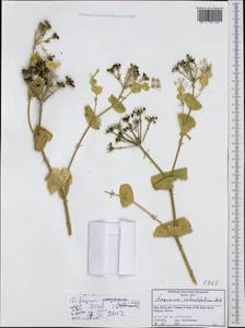Smyrnium perfoliatum subsp. rotundifolium (Mill.) Bonnier & Layens, Western Europe (EUR) (Italy)