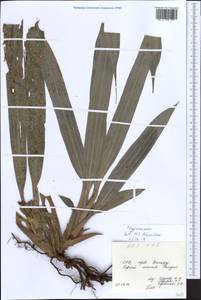 Cyperaceae, South Asia, South Asia (Asia outside ex-Soviet states and Mongolia) (ASIA) (Vietnam)