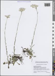 Antennaria dioica (L.) Gaertn., Eastern Europe, Central forest-and-steppe region (E6) (Russia)