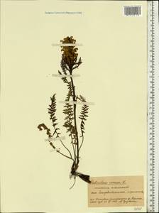 Pedicularis kaufmannii Pinzger, Eastern Europe, Central forest-and-steppe region (E6) (Russia)