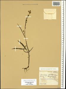 Bupleurum polyphyllum Ledeb., Caucasus, Stavropol Krai, Karachay-Cherkessia & Kabardino-Balkaria (K1b) (Russia)