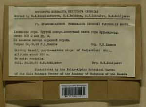 Hylocomiastrum pyrenaicum (Spruce) M. Fleisch. ex Broth., Bryophytes, Bryophytes - Karelia, Leningrad & Murmansk Oblasts (B4) (Russia)