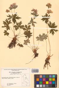 Geranium erianthum DC., Siberia, Chukotka & Kamchatka (S7) (Russia)