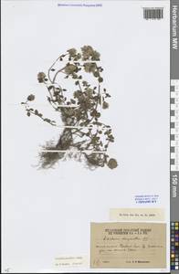 Ziziphora puschkinii Adams, Caucasus, South Ossetia (K4b) (South Ossetia)