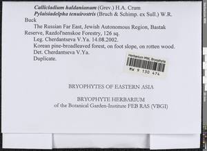 Callicladium haldaneanum (Grev.) H.A. Crum, Bryophytes, Bryophytes - Russian Far East (excl. Chukotka & Kamchatka) (B20) (Russia)