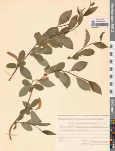 Salix pseudopentandra (Flod.) Flod., Siberia, Yakutia (S5) (Russia)