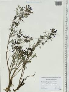 Astragalus syriacus L., Siberia, Baikal & Transbaikal region (S4) (Russia)