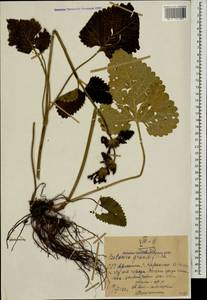 Betonica macrantha K.Koch, Caucasus, Armenia (K5) (Armenia)