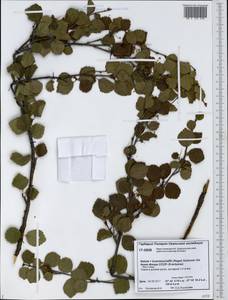 Betula pubescens var. kusmisscheffii (Regel) Gürke, Siberia, Western Siberia (S1) (Russia)